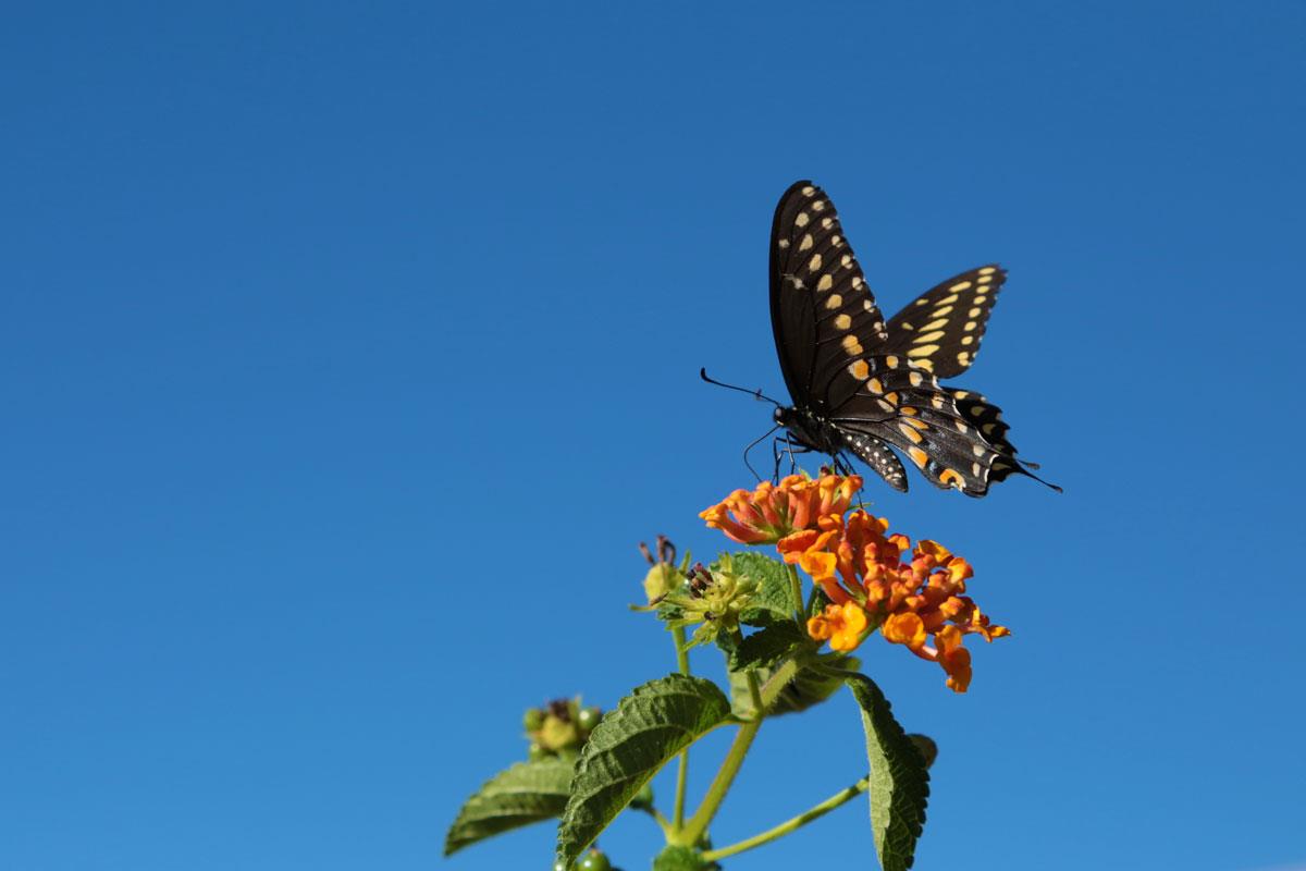 butterfly and flower